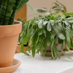 Onko mahdollista lannoittaa sisäkasveja munankuorilla: mitä asiantuntijat sanovat onko-mahdollista-lannoittaa-sisakasveja-munankuorilla-mita-asiantuntijat-sanovat.webp.webp