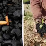 4 yllättävää tapaa käyttää puuhiiltä puutarhassa 4 yllättävää tapaa käyttää puuhiiltä puutarhassa