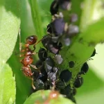 Parempi kuin Chernobrivtsev: istuta sellaisia kasveja - muurahaiset ja kirvat katoavat ikuisesti puutarhastasi parempi-kuin-chernobrivtsev-istuta-sellaisia-kasveja-muurahaiset-ja-kirvat.webp.webp