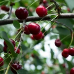 kuinka-saada-hyva-marjasato-asiantuntijat-sanovat-rakastavansa-kirsikkapuita.webp.webp