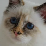 7 uskollisinta kissarotua, jotka eivät koskaan jätä sinua rauhaan 7-uskollisinta-kissarotua-jotka-eivat-koskaan-jata-sinua-rauhaan.webp.webp