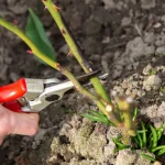 Ruusujen kevätleikkaus stimuloi kukintaa: kesällä ne kukkivat enemmän kuin koskaan ennen ruusujen-kevatleikkaus-stimuloi-kukintaa-kesalla-ne-kukkivat-enemman-kuin-koskaan.webp.webp