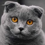 Eläinlääkäri paljastaa, mitä suosittuja kissarotuja hän ei koskaan omistaisi niiden luonteen vuoksi. elainlaakari-paljastaa-mita-suosittuja-kissarotuja-han-ei-koskaan-omistaisi-niiden.webp.webp