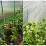 Ennätyssato yllättää jopa naapurit: kuinka nopeasti kostuttaa maaperä kasvihuoneessa