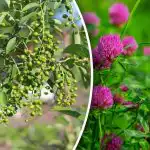 Etkä tarvitse sääennustetta: mitkä kasvit ennustavat sadetta