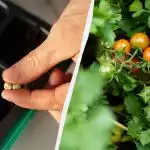 Ituja ilmestyy kolmantena päivänä: kuinka nopeasti itää tomaatin siemeniä