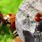 Kasvattu ja pudonnut lentokoneista: heinäsirkkojen jälkeen Ukrainaa hyökkää uusi tuholainen