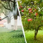 Kirvat eivät enää koskaan koske omenapuihin: tehokas kahden ainesosan ratkaisu