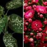 Kolme sisäkasvia, jotka houkuttelevat tuholaisia taloon Kolme sisäkasvia, jotka houkuttelevat tuholaisia taloon