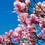 Kuinka istuttaa magnolia uudelleen niin, että puu juurtuu varmasti uuteen paikkaansa Kuinka istuttaa magnolia uudelleen niin, että puu juurtuu varmasti uuteen