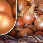 Kuinka säilyttää sipulit, jotta ne eivät itä ennen kesää: puutarhuri