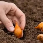 lannoite-sipulille-istutuksen-aikana-mita-lisata-reikaan.webp.webp