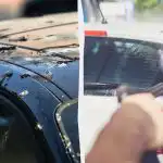 Linnut eivät enää sekoita autoja: tässä on mitä sinun tulee