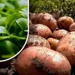 Maasta tulee kuin nukka: puutarhuri kertoi, mitä kylvetään perunankorjuun jälkeen Maasta tulee kuin nukka: puutarhuri kertoi, mitä kylvetään perunankorjuun jälkeen