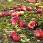 Mädät omenat eivät ole lannoite: 4 syytä, miksi pilaantuneet hedelmät