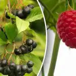 Meidän on kiirehdittävä: mitkä marjapensaat istutetaan syyskuussa
