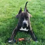 Miksi koirat katsovat silmiimme: omistautumisen koodin tulkitseminen neurotieteilijöiden mukaan miksi-koirat-katsovat-silmiimme-omistautumisen-koodin-tulkitseminen-neurotieteilijoiden-mukaan.jpg