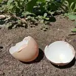 miksi-kokeneet-kotiaidit-eivat-koskaan-heita-munankuoria-pois-kalsiumaarre-kotiin.jpg