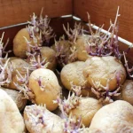 Miksi perunat itää ja voidaanko niitä syödä: tärkeitä vinkkejä miksi-perunat-itaa-ja-voidaanko-niita-syoda-tarkeita-vinkkeja.webp.webp