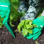 Milloin istuttaa mansikoita syksyllä marjojen keräämiseksi keväällä: tärkeät säännöt