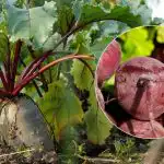 Milloin punajuuret korjataan vuonna 2025: kaksi kypsän vihanneksen merkkiä on nimetty Milloin punajuuret korjataan vuonna 2025: kaksi kypsän vihanneksen merkkiä on