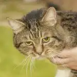 Mitä tapahtuu, jos et huomaa kroonista kipua vanhemmalla kissalla: kun kärsivällisyydestä tulee vaarallista mita-tapahtuu-jos-et-huomaa-kroonista-kipua-vanhemmalla-kissalla-kun.jpg