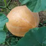 Mitä tapahtuu, jos istutat kurpitsan kompostikasan viereen: ihanteellinen asuinalue mita-tapahtuu-jos-istutat-kurpitsan-kompostikasan-viereen-ihanteellinen-asuinalue.jpg