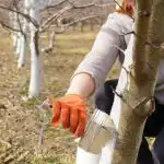 Miten ja milloin on parasta valkaista puita: mikään tuholainen ei auta Miten ja milloin on parasta valkaista puita: mikään tuholainen ei