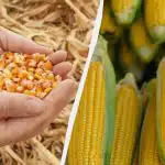 Paras aika kylvää maissia vuonna 2025: älä missaa sitä