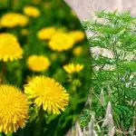 Purslane, vehnäruoho, tuoksu: kuinka päästä eroon rikkaruohoista puutarhassa ikuisesti