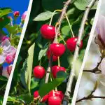 Puutarhurit nimesivät 8 puuta, joita ei pitäisi leikata syksyllä