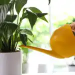 Rauhan lilja lakkaa kellastumasta ja herää eloon muutamassa tunnissa: todistettu