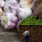 Talvivalkosipuli ei pidä tästä: puutarhuri on löytänyt ihanteellisen puutarhapenkin salaisuuden