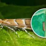 Ukrainassa on uusi tuholaisten hyökkäys: 80 % sadosta on vaarassa,