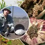 Valkosipuli kasvaa harppauksin: kuinka valmistaa sänkyjä syksyllä Valkosipuli kasvaa harppauksin: kuinka valmistaa sänkyjä syksyllä